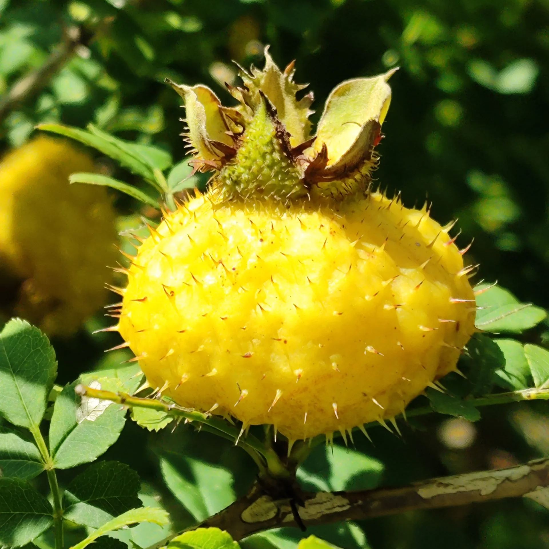 The King of Vitamin C -Prickly Pear Seeds