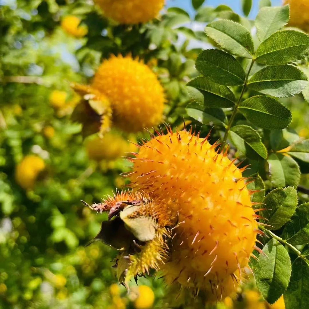 🔥Hot Winter Sale🎉The King of Vitamin C👑 -Prickly Pear Seeds🍐