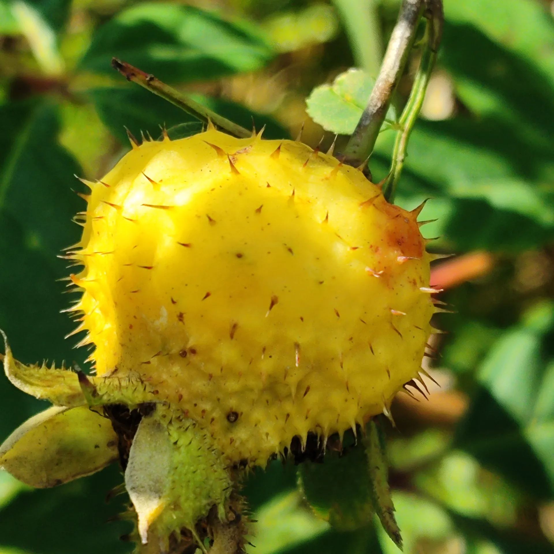 🔥Hot Winter Sale🎉The King of Vitamin C👑 -Prickly Pear Seeds🍐
