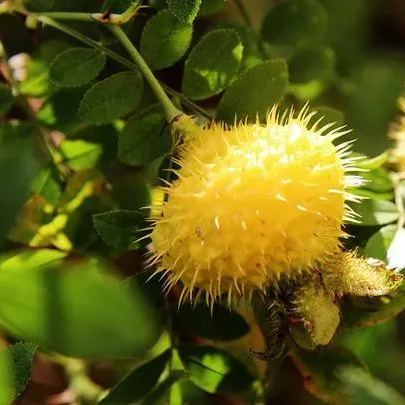 🔥Hot Winter Sale🎉The King of Vitamin C👑 -Prickly Pear Seeds🍐