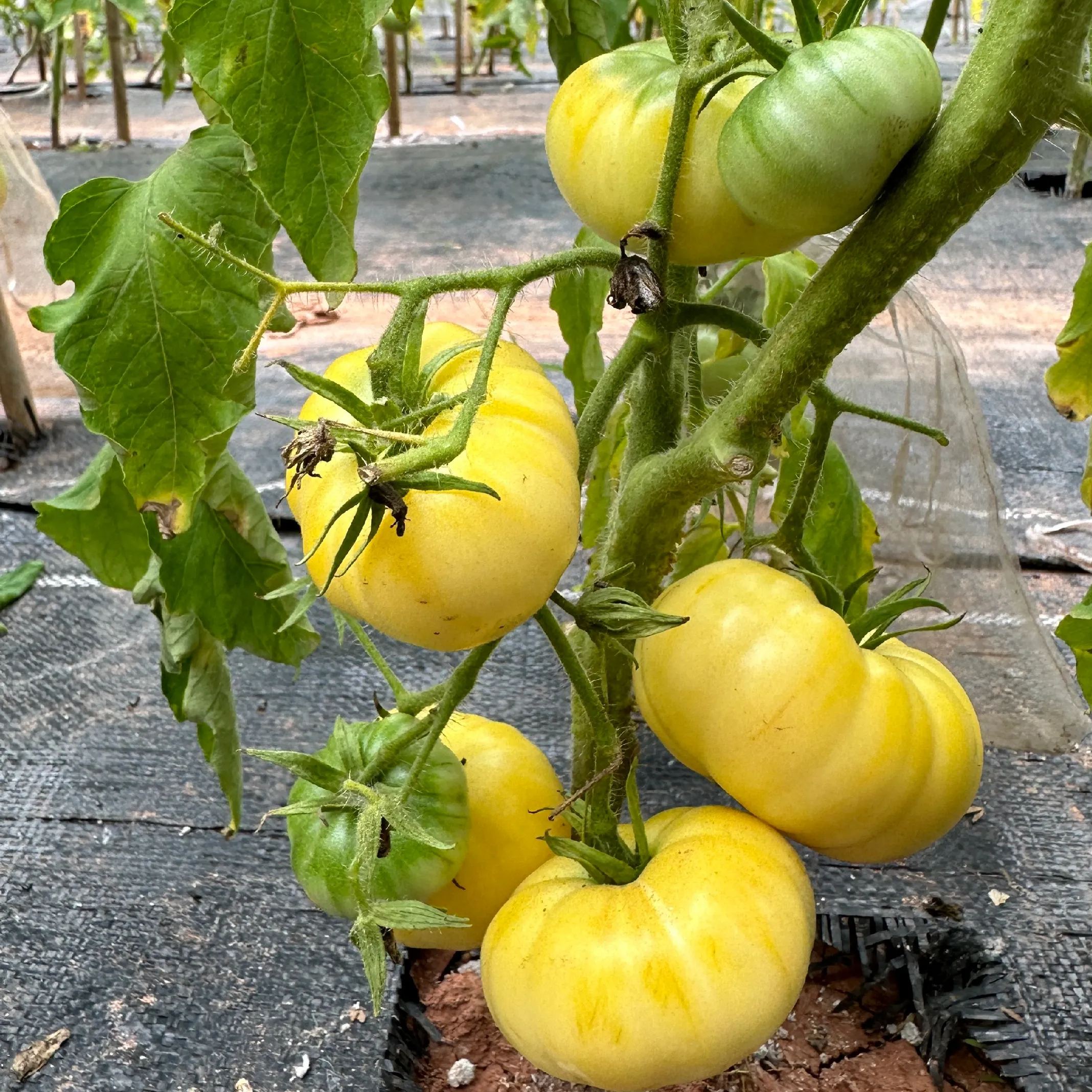 Heirloom Tomato-Four-Color Water Chestnut Mixed Seeds