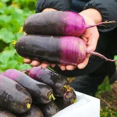 🔥Hot Winter Sale🍦Ice Cream Radish Seeds🥕