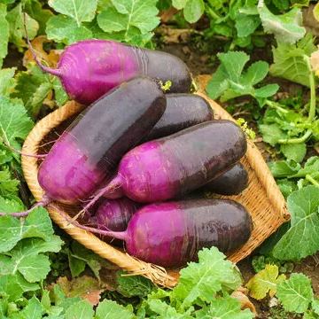 🔥Hot Winter Sale🍦Ice Cream Radish Seeds🥕