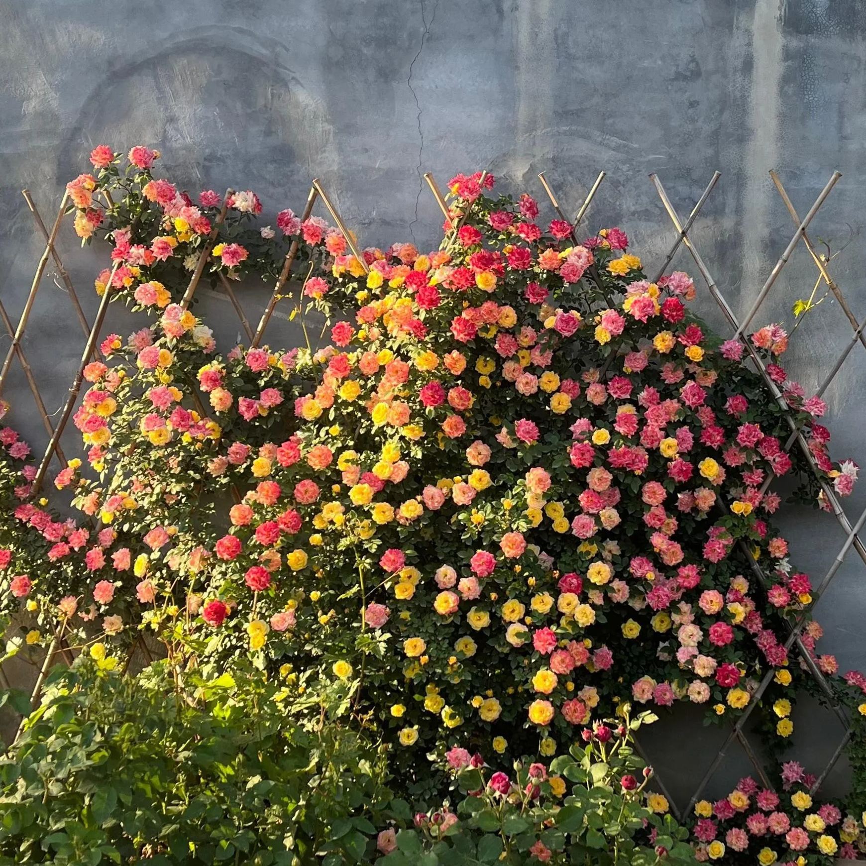 Rainbow's End Rose Seeds