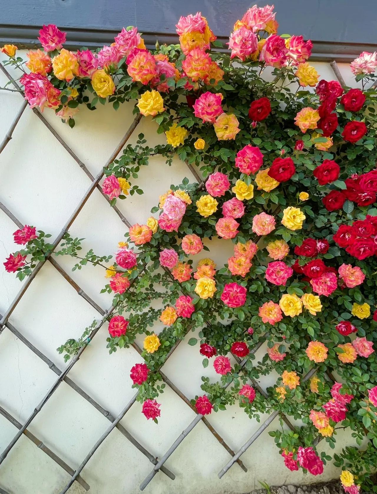 Rainbow's End Rose Seeds