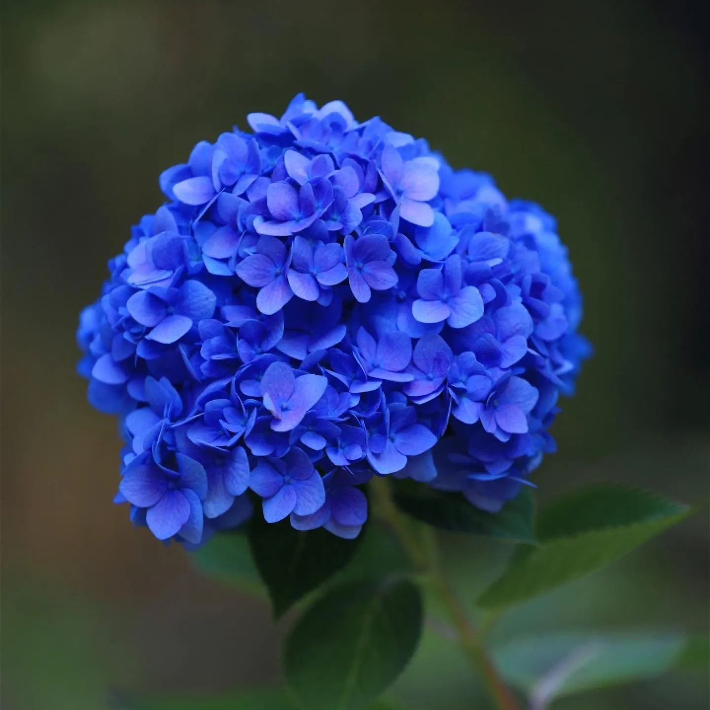 🚀🚨Limited Time Offer💙🫧Blue Flower Collection/Heirloom Seeds👩‍🌾