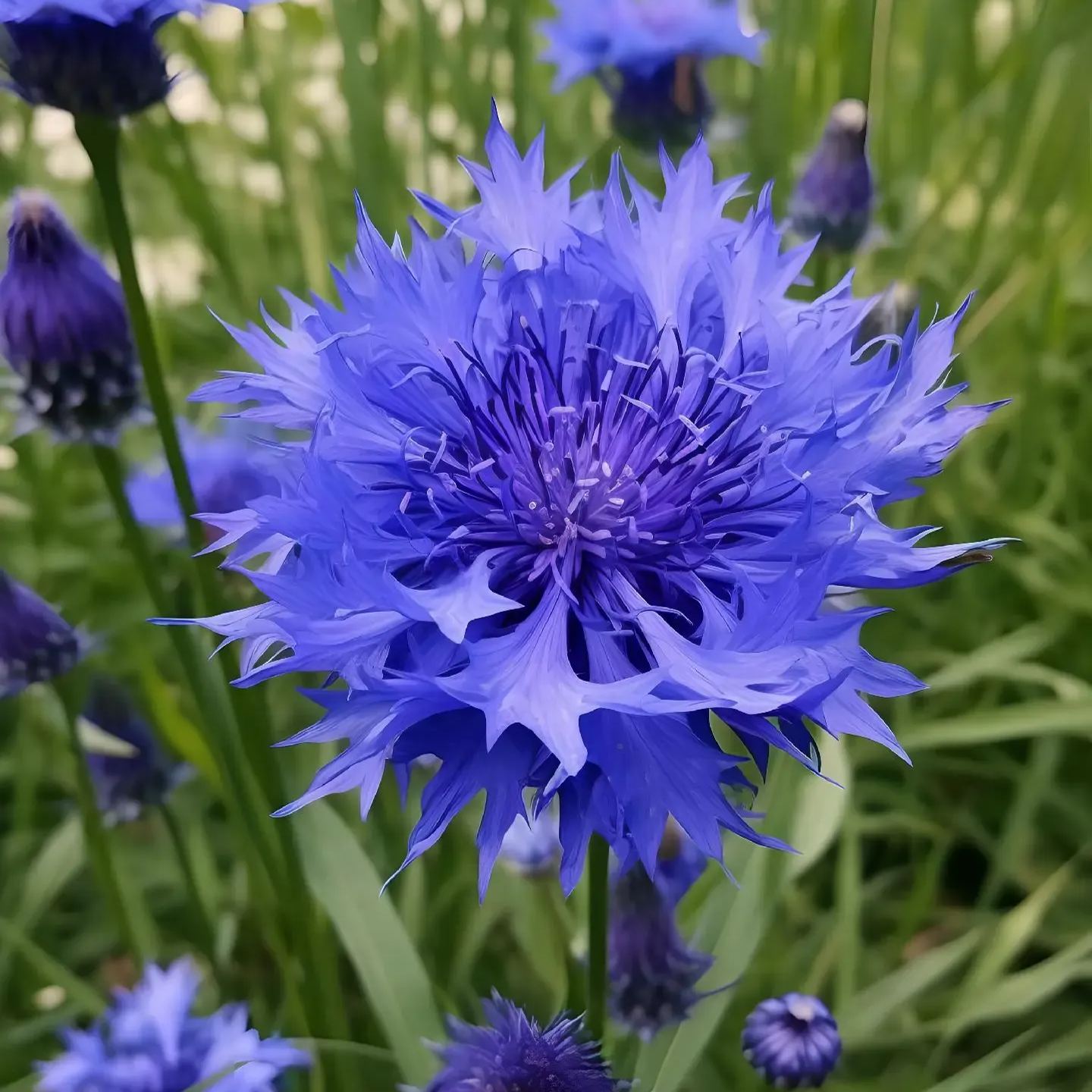 🚀🚨Limited Time Offer💙🫧Blue Flower Collection/Heirloom Seeds👩‍🌾