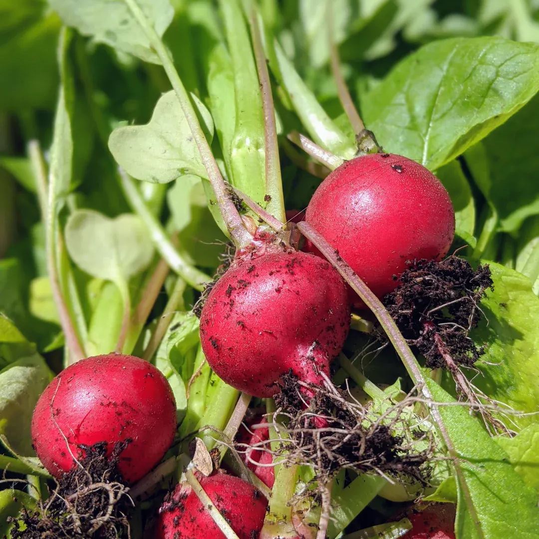Radish 'Cherry Belle' Seeds