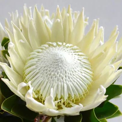 King of flowers-Proteacynaroides Seeds