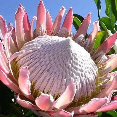 King of flowers-Proteacynaroides Seeds