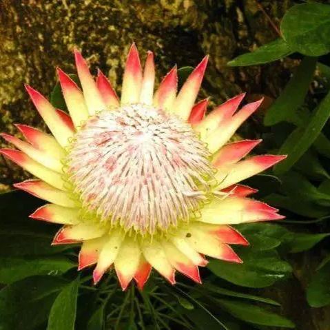 King Of Flowers-Protea Cynaroides Seeds 