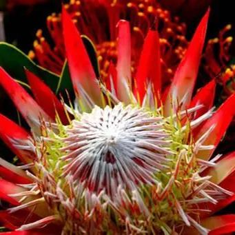 King Of Flowers-Protea Cynaroides Seeds 