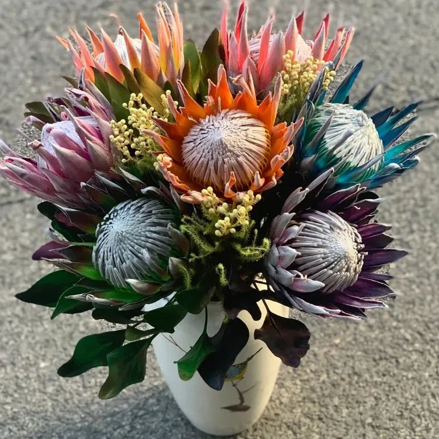 🎉King Of Flowers👑-Protea Cynaroides Seeds