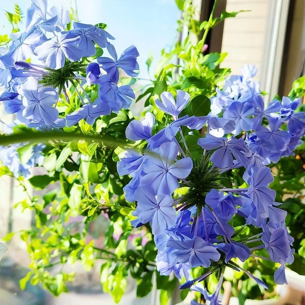 🎇50% discount🌼Easy to pop blue-purple flowering plants in spring and summer/Seeds