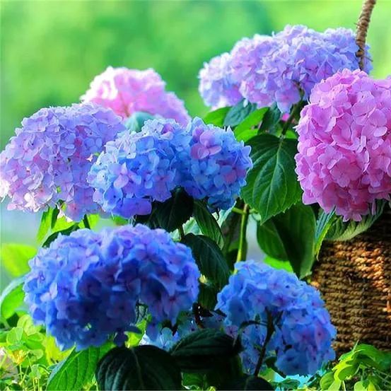 🎇50% discount🌼Easy to pop blue-purple flowering plants in spring and summer/Seeds