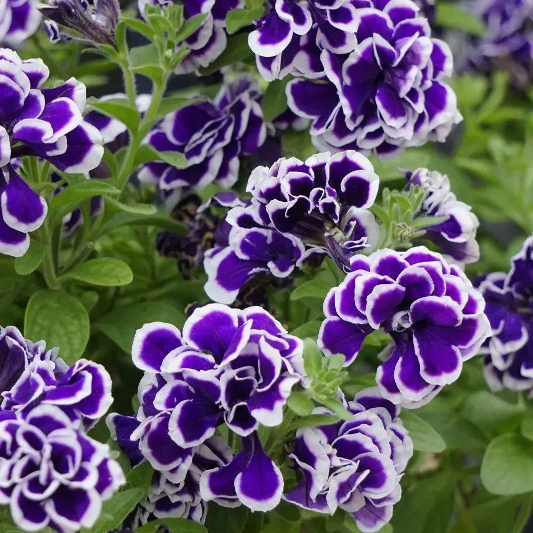🎇50% discount🌼Easy to pop blue-purple flowering plants in spring and summer/Seeds
