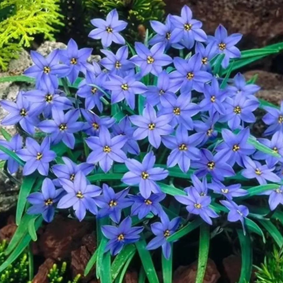 🎇50% discount🌼Easy to pop blue-purple flowering plants in spring and summer/Seeds