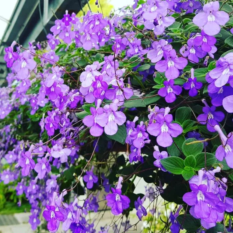🎇50% discount🌼Easy to pop blue-purple flowering plants in spring and summer/Seeds
