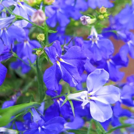 🎇50% discount🌼Easy to pop blue-purple flowering plants in spring and summer/Seeds