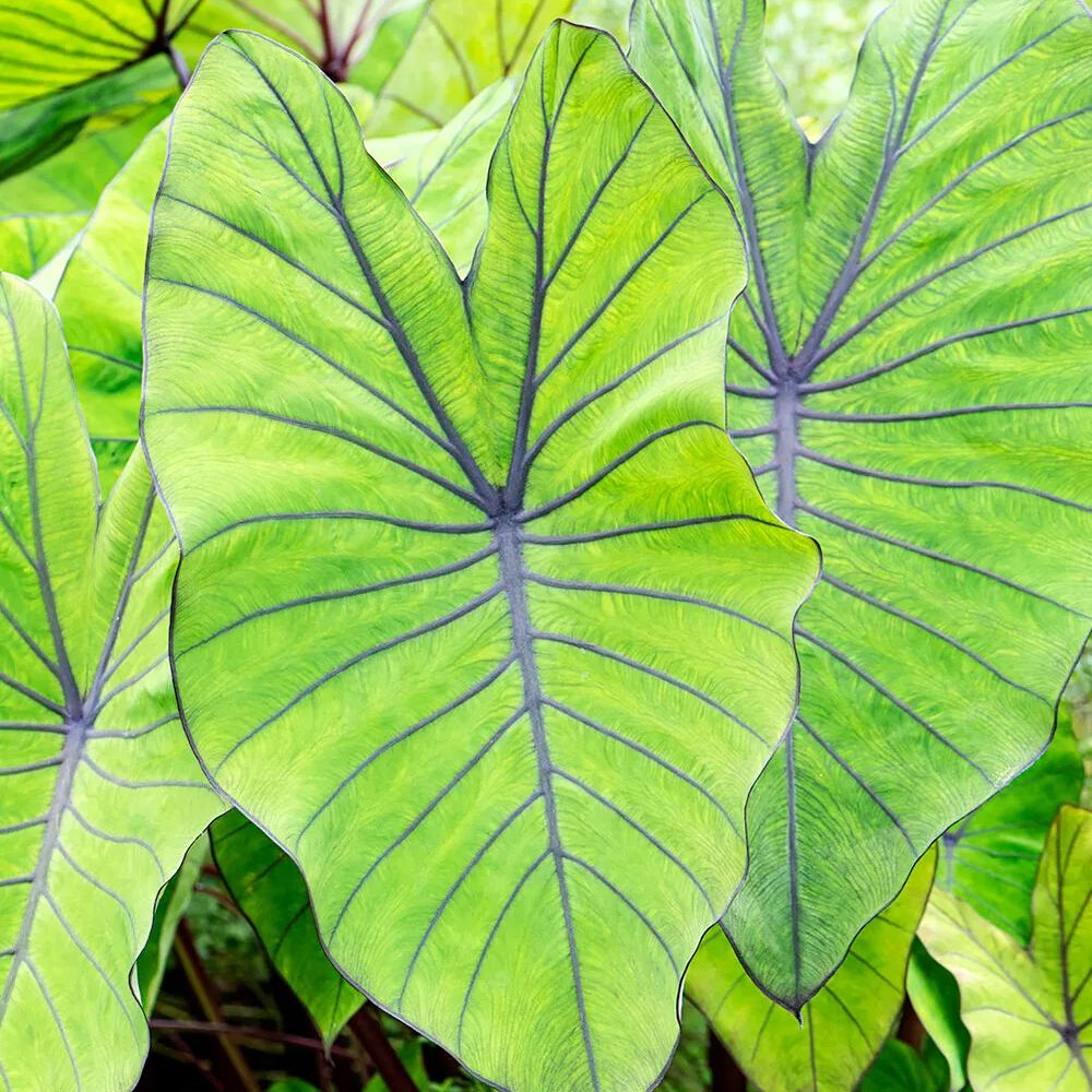 Colocasia 'Blue Hawaii'