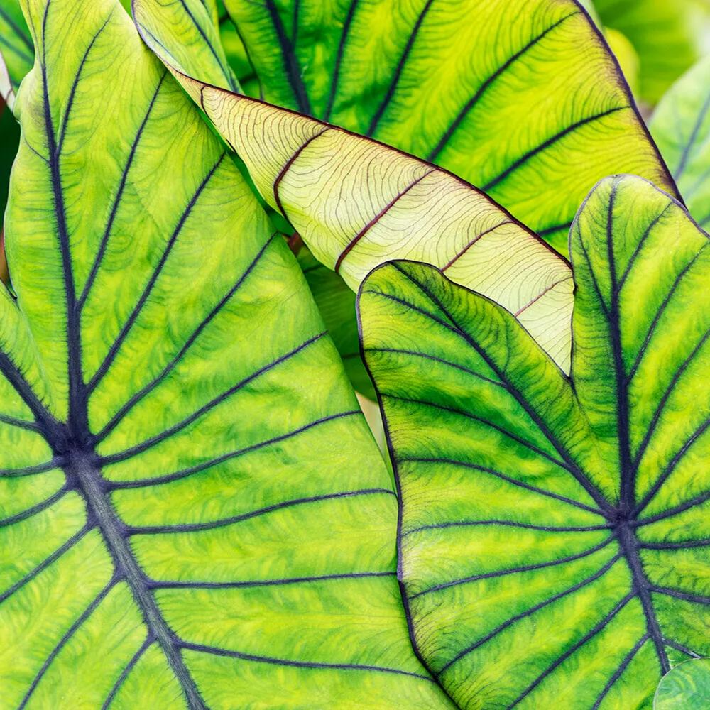 Colocasia 'Blue Hawaii'