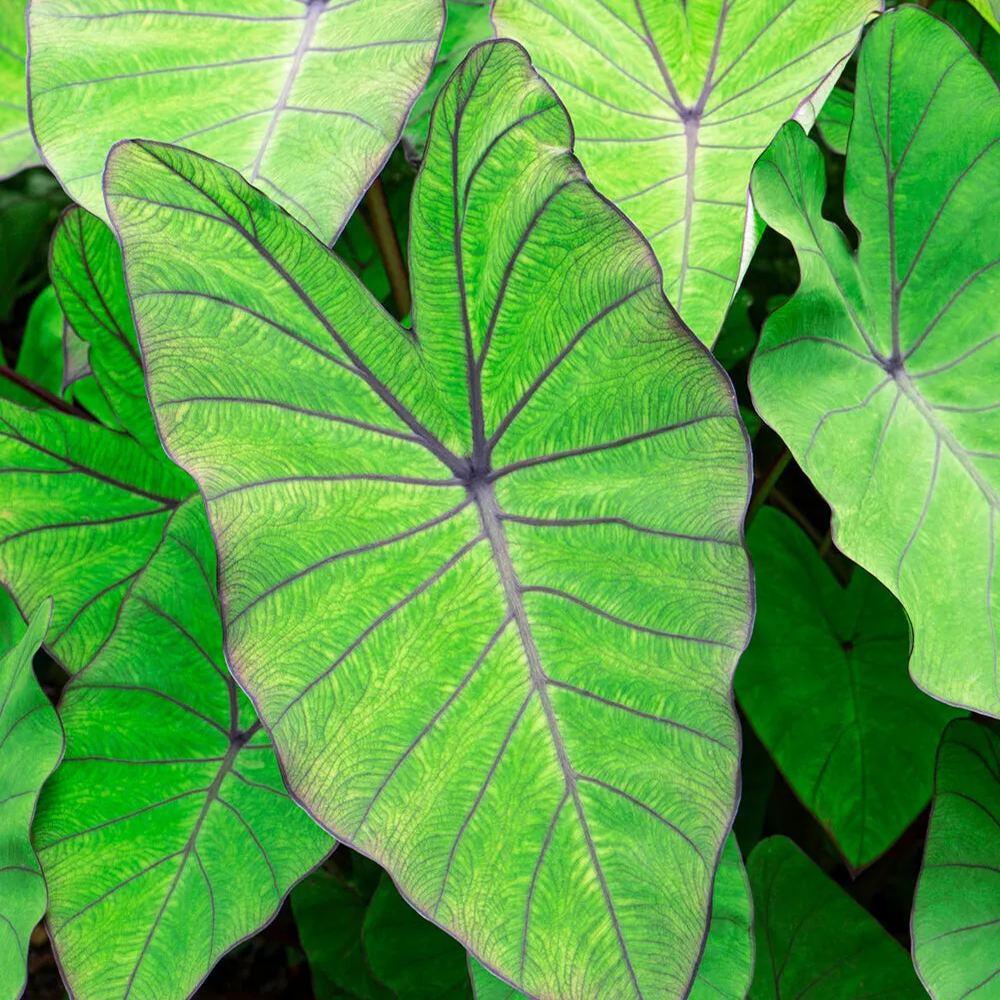 Colocasia 'Blue Hawaii'
