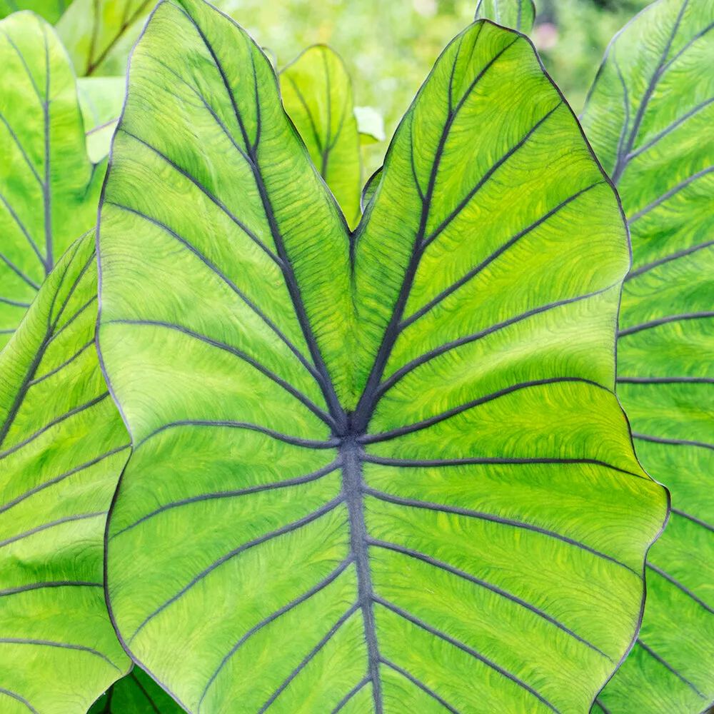Colocasia 'Blue Hawaii'