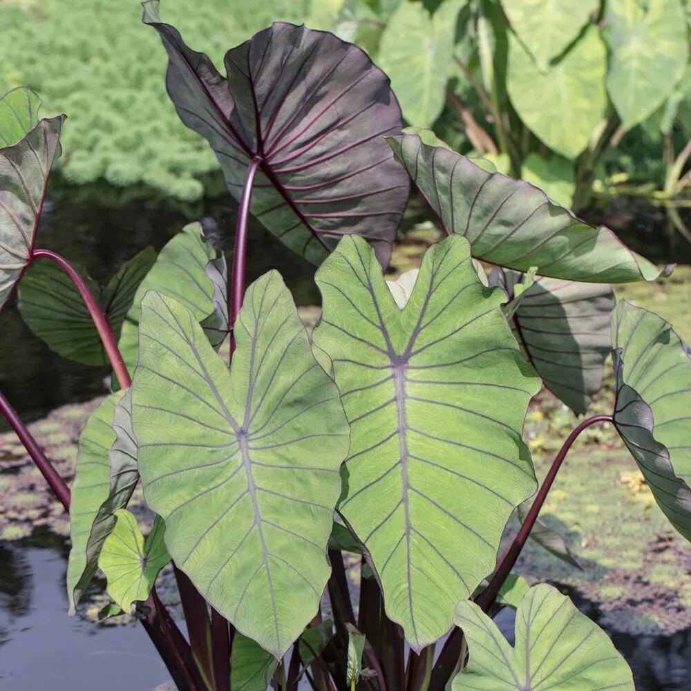Colocasia 'Blue Hawaii'