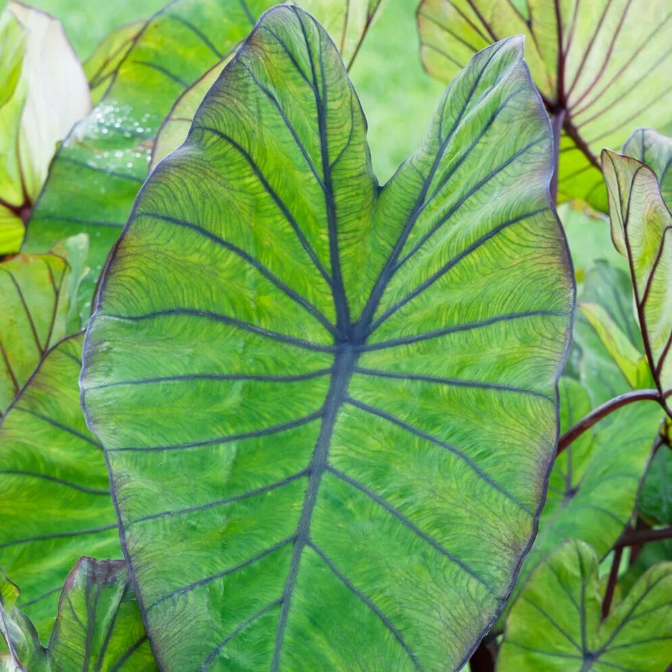Colocasia 'Blue Hawaii'