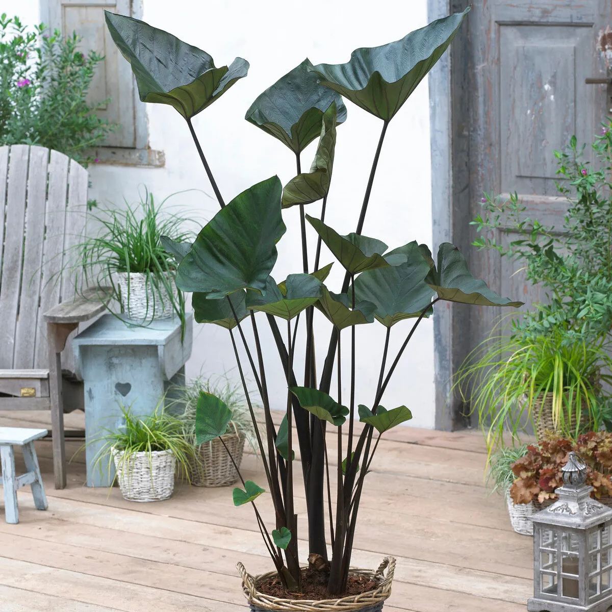 Colocasia 'Tea Cup'