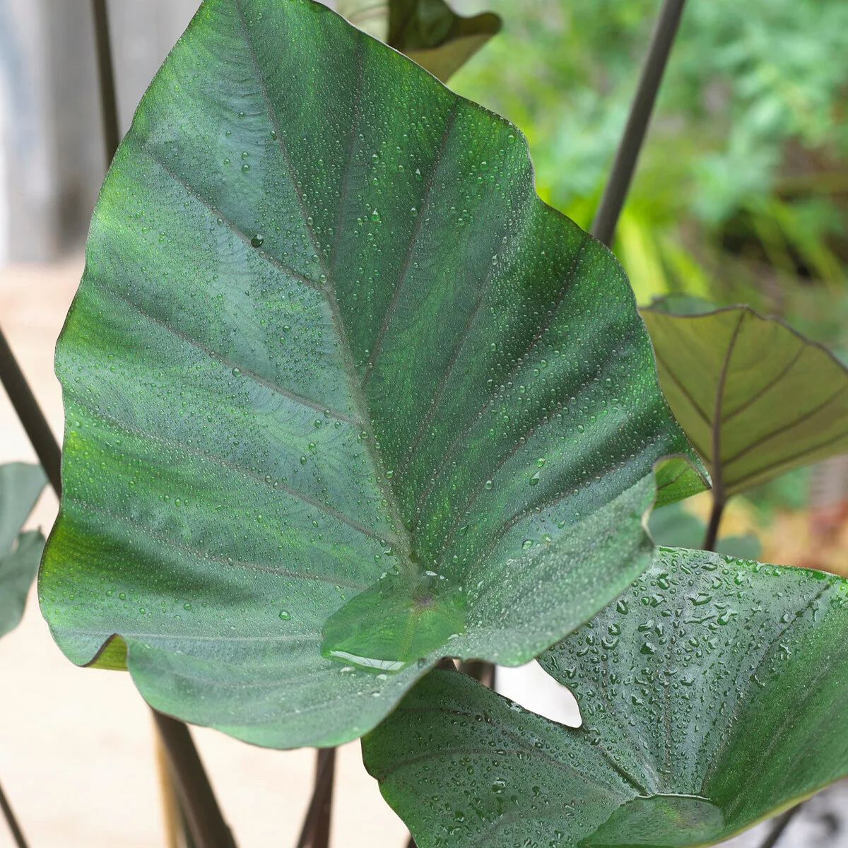 Colocasia 'Tea Cup'