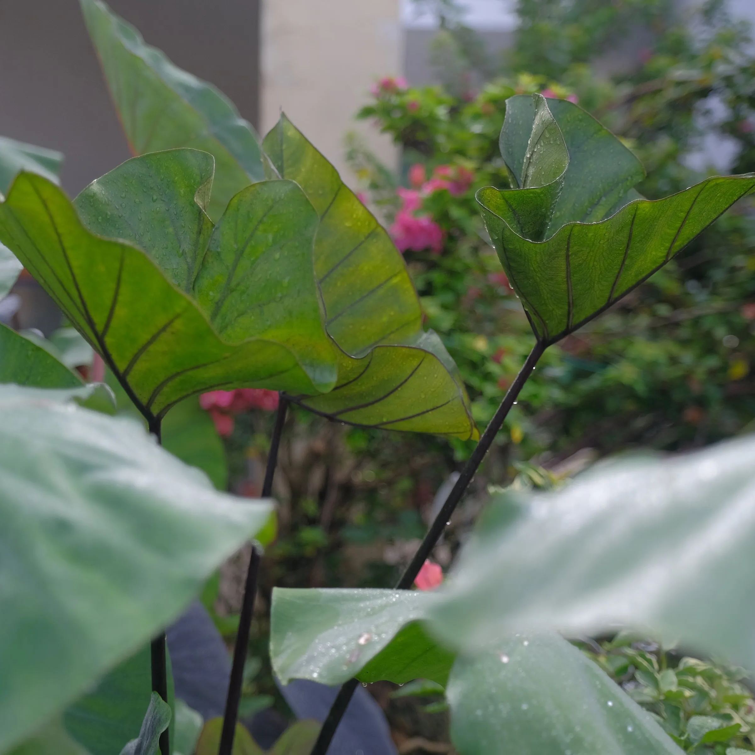 Colocasia 'Tea Cup'