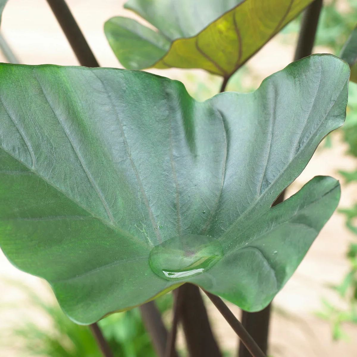Colocasia 'Tea Cup'