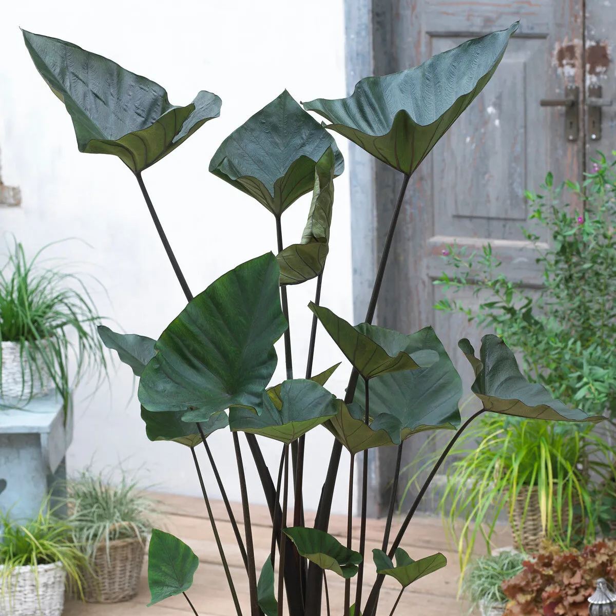 Colocasia 'Tea Cup'