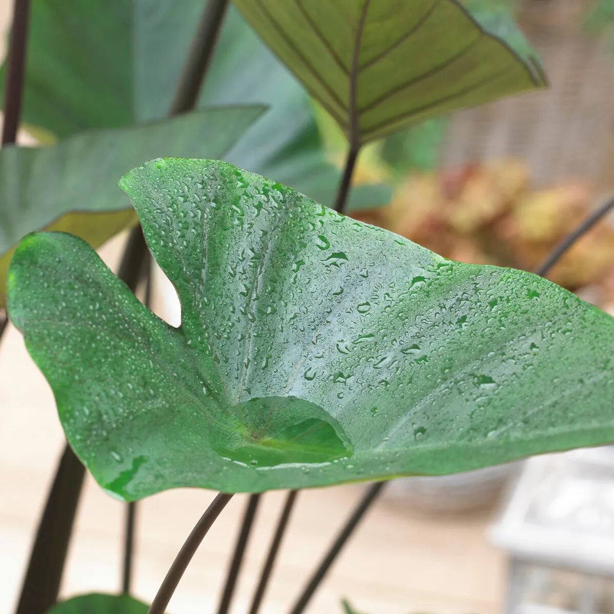 Colocasia 'Tea Cup'
