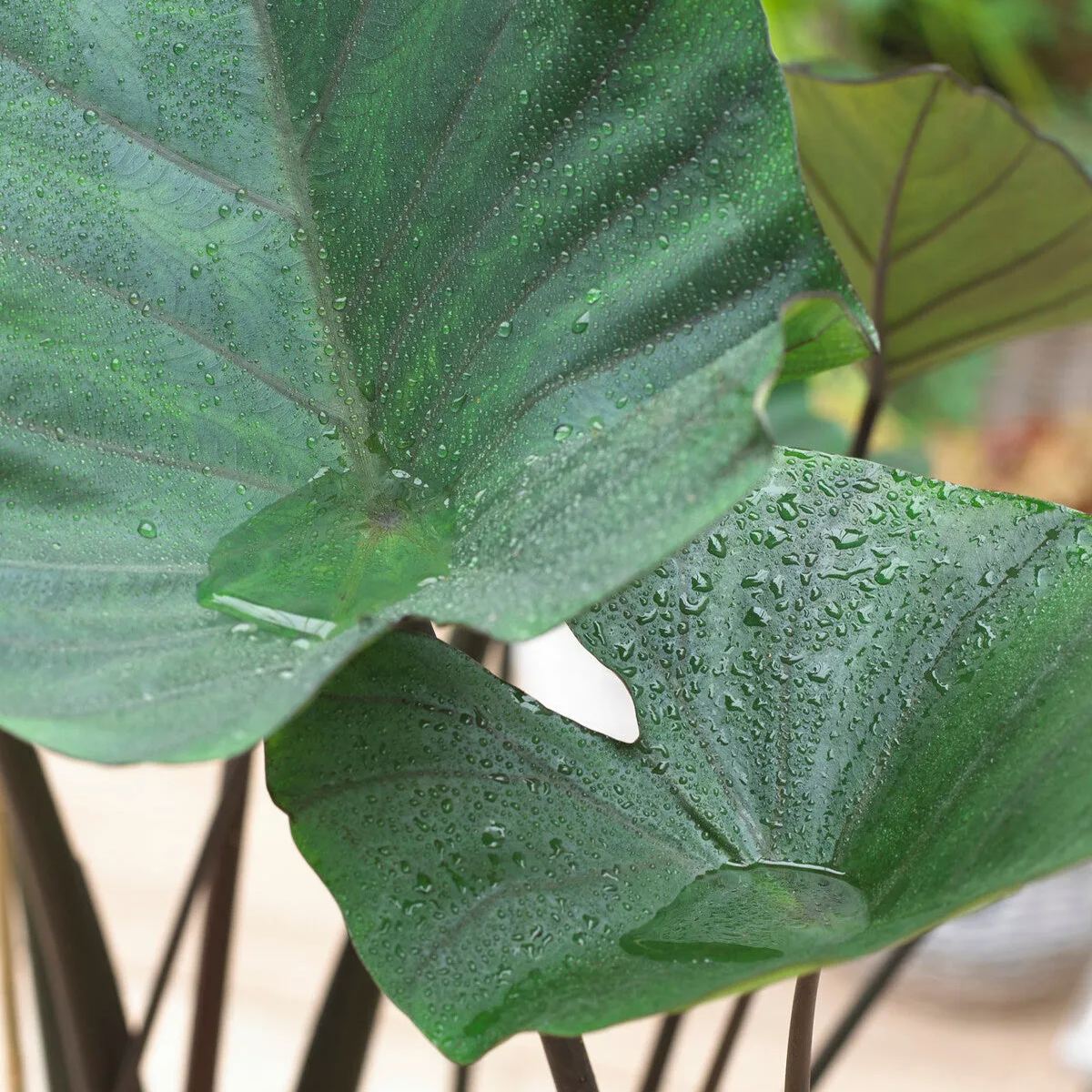 Colocasia 'Tea Cup'