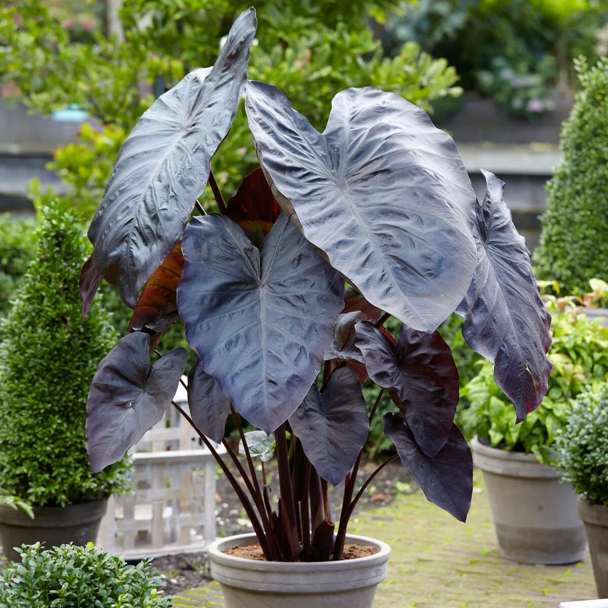 Colocasia 'Diamond Head'