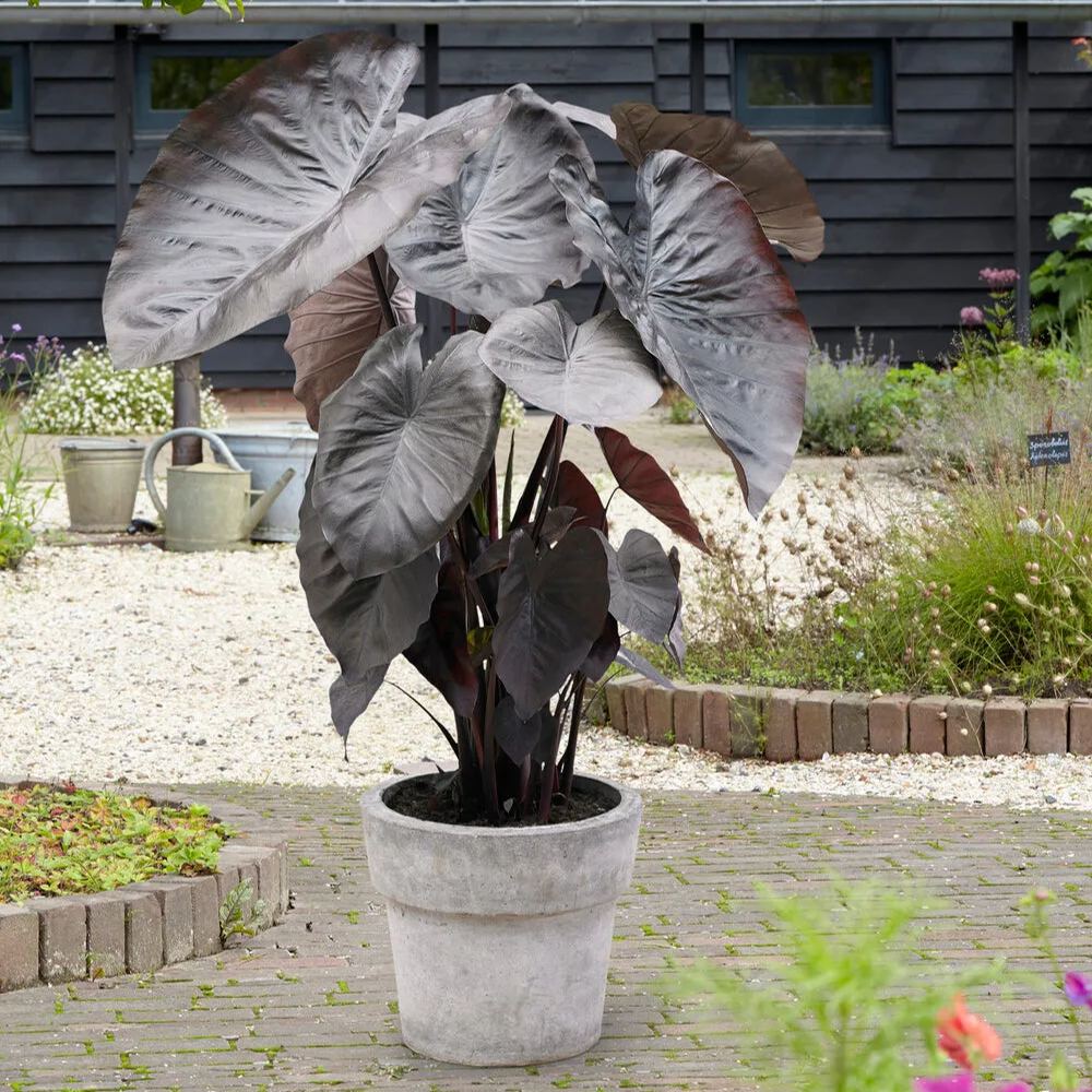 Colocasia 'Diamond Head'