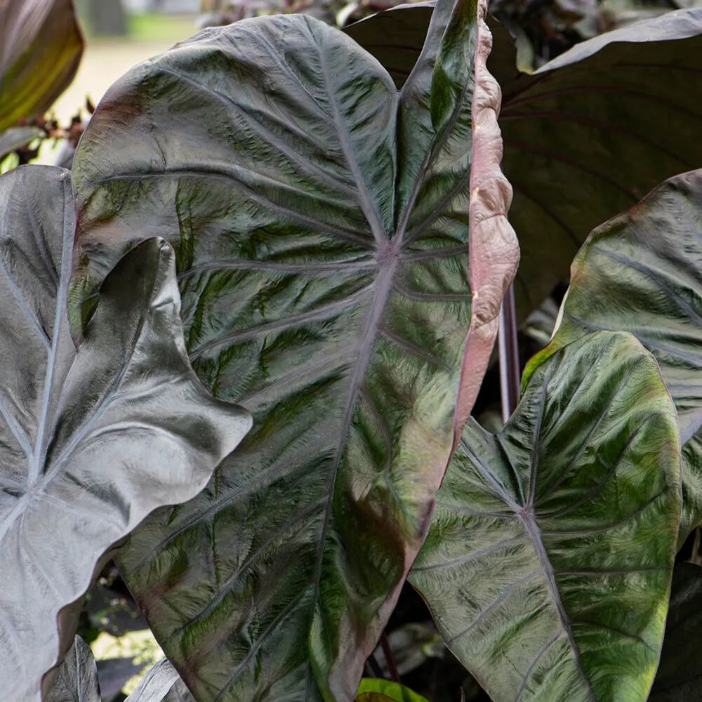 Colocasia 'Diamond Head'