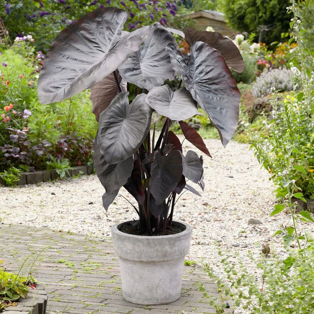 Colocasia 'Diamond Head'