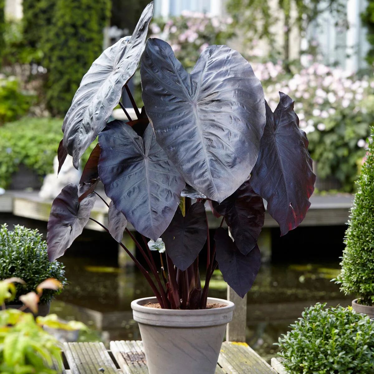 Colocasia 'Diamond Head'