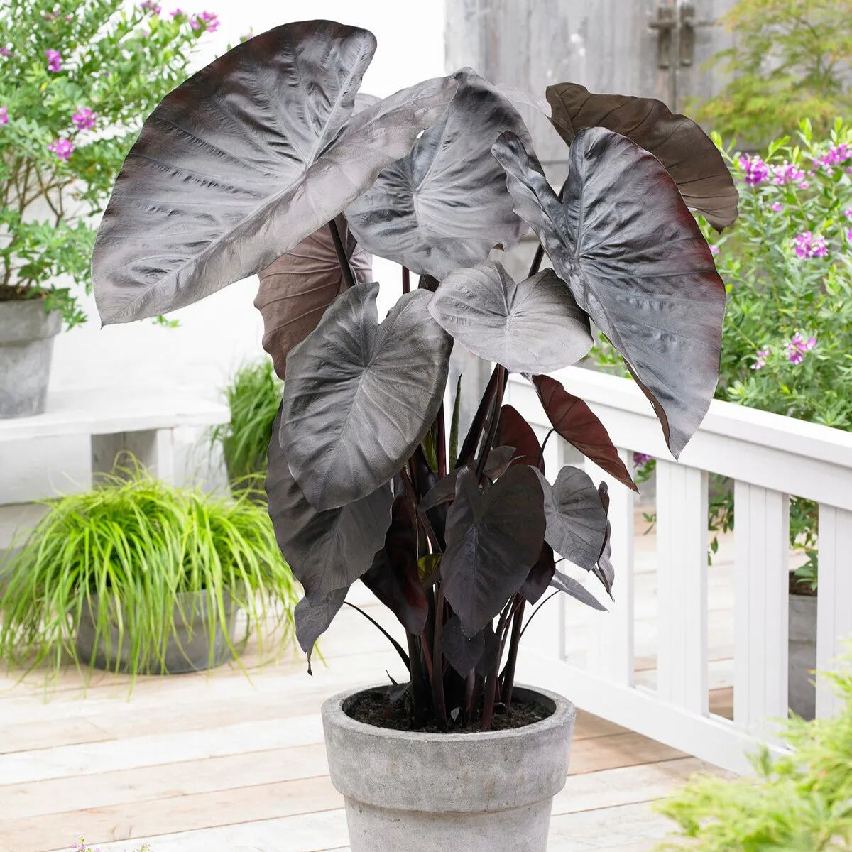 Colocasia 'Diamond Head'