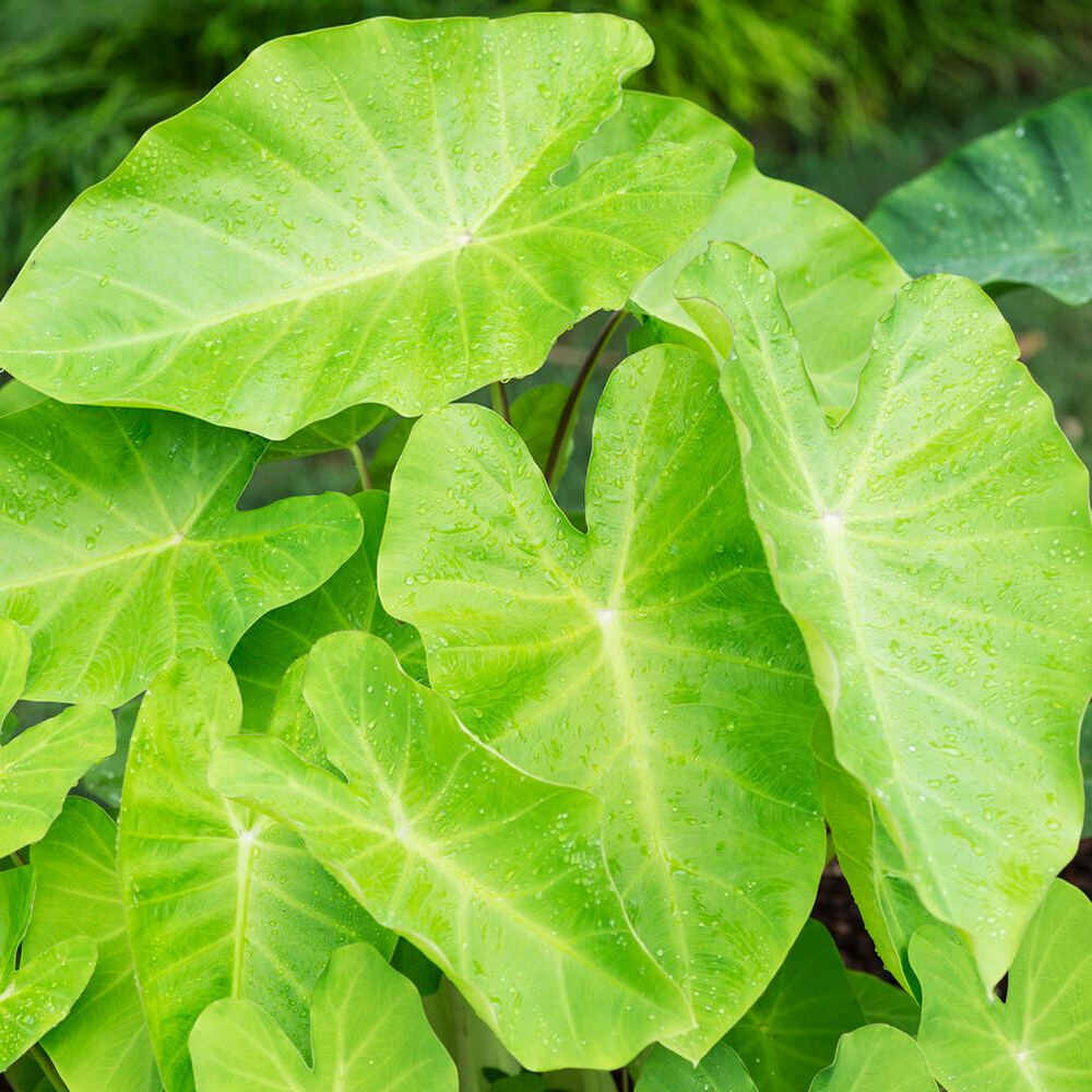 Colocasia 'Maui Gold'