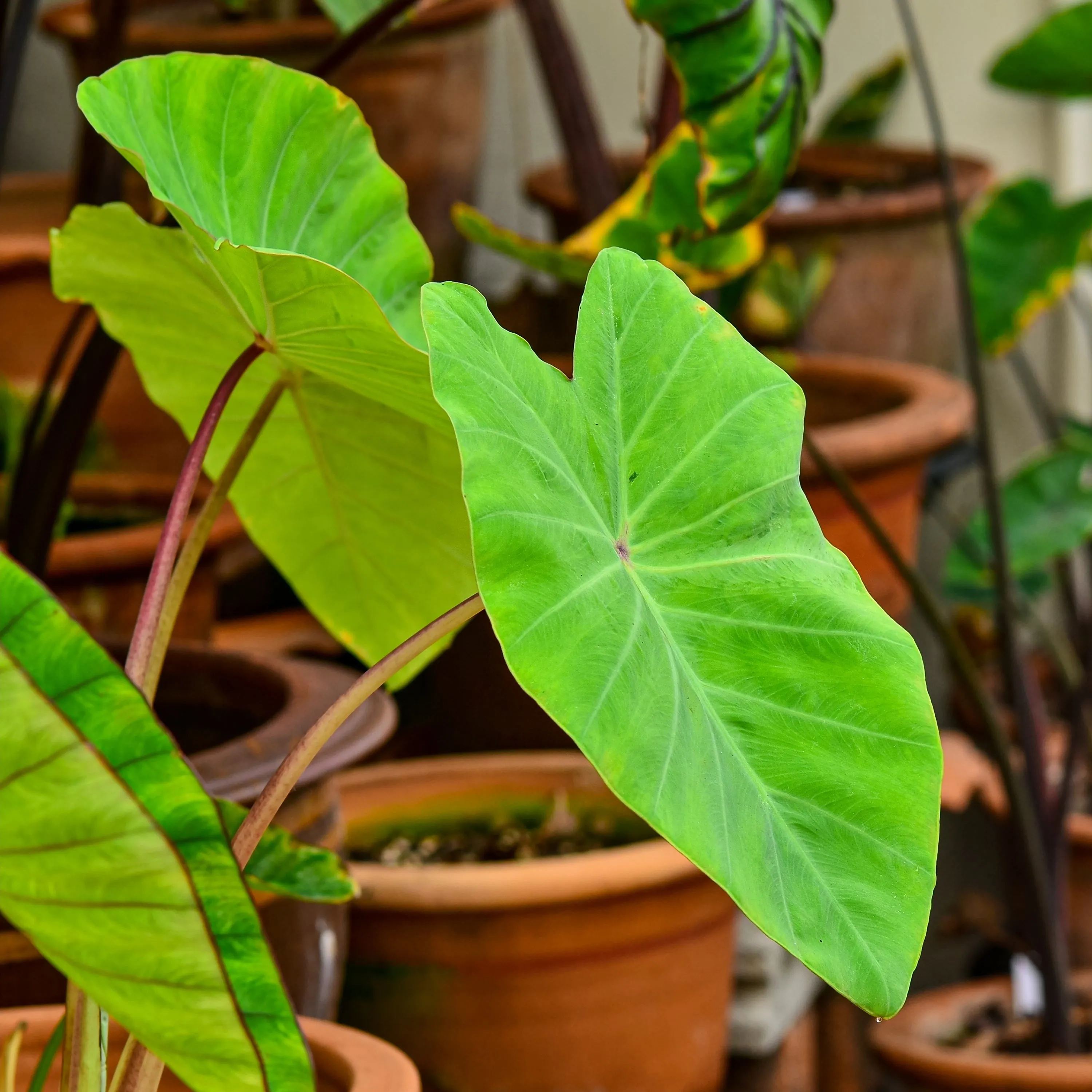 Colocasia 'Maui Gold'