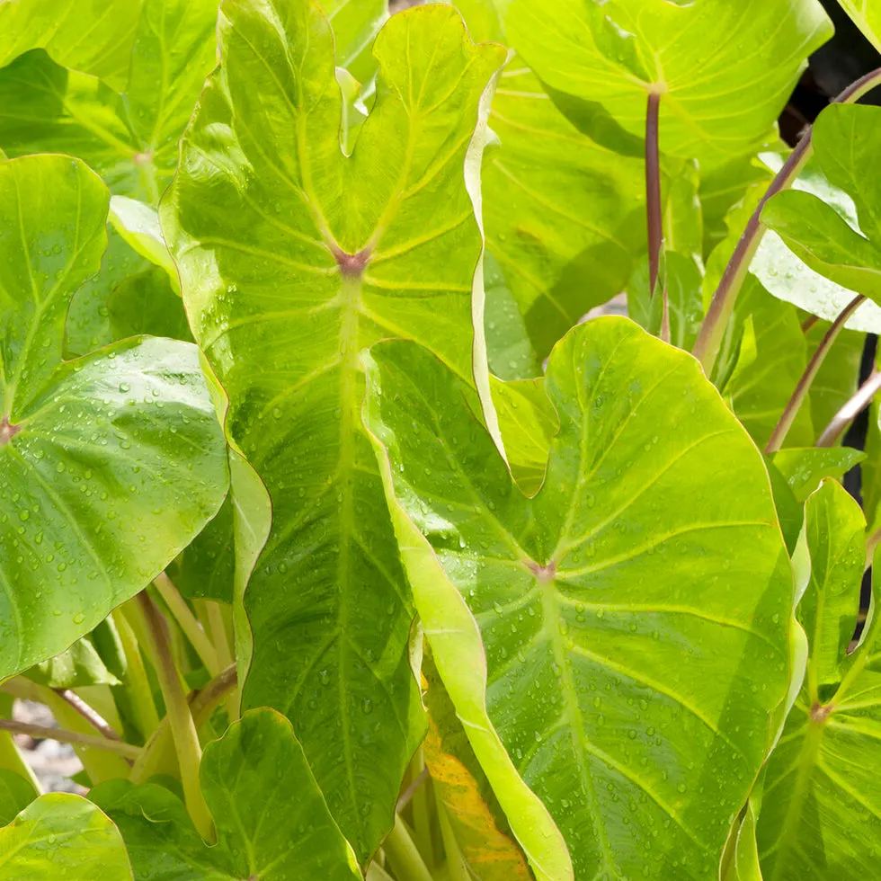 Colocasia 'Maui Gold'