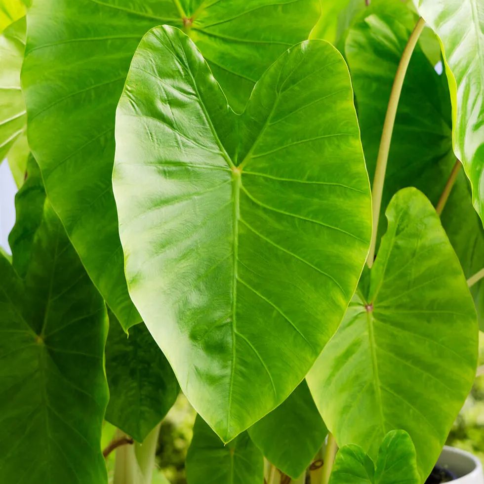 Colocasia 'Maui Gold'