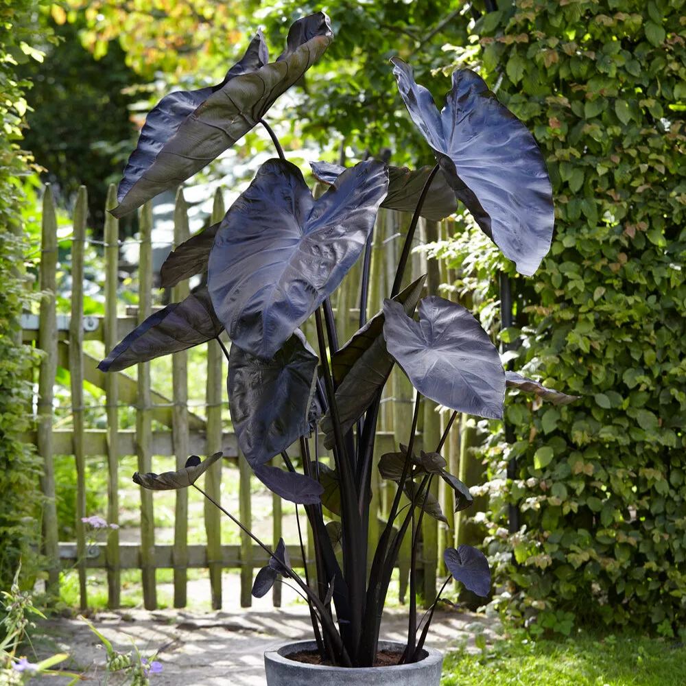 Colocasia 'Black Coral'
