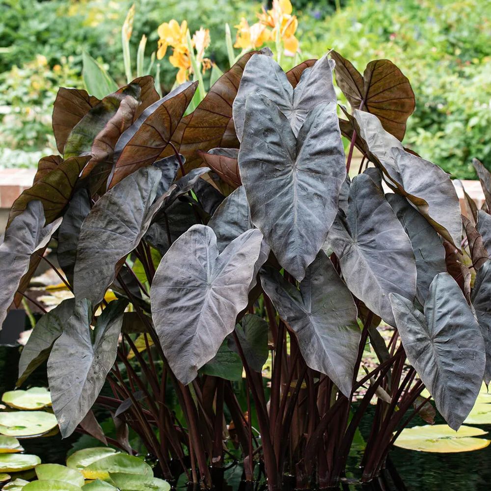 Colocasia 'Black Coral'