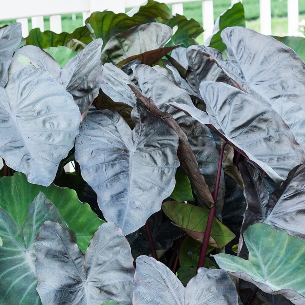Colocasia 'Black Coral'