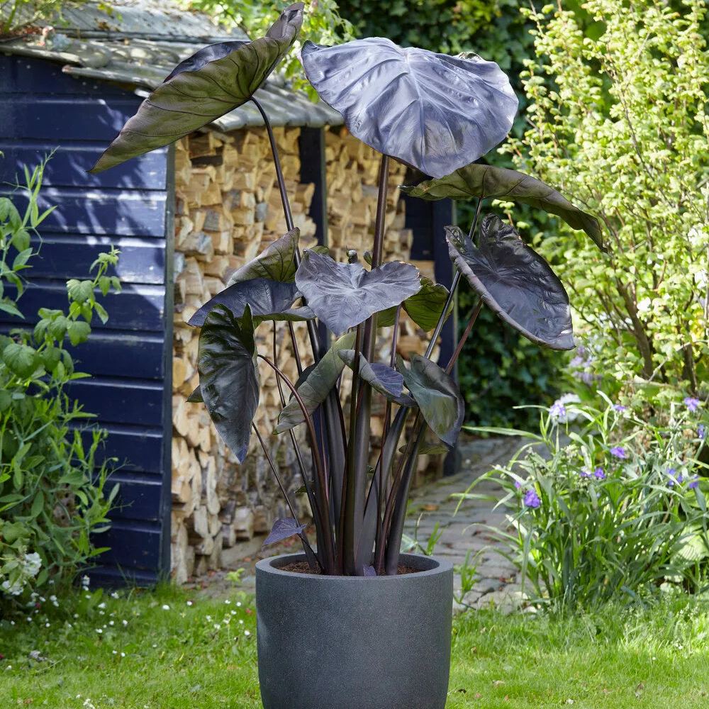 Colocasia 'Black Coral'